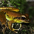 Frogs